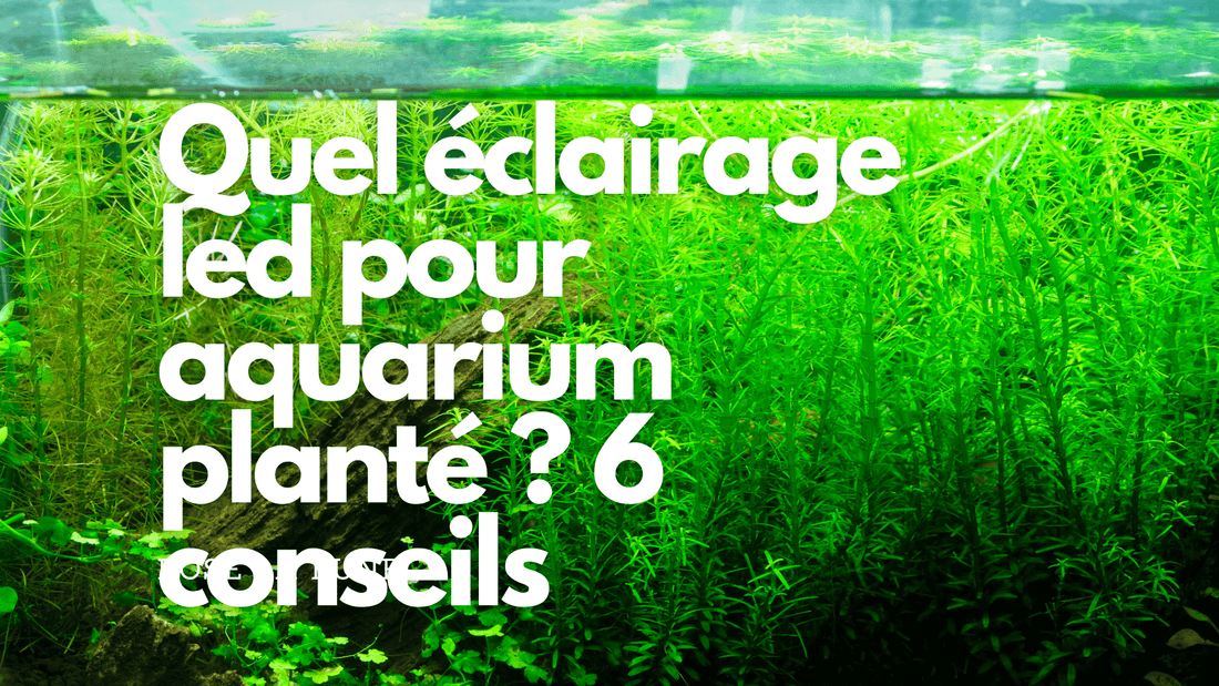 Quel éclairage led pour aquarium planté ? 6 conseils