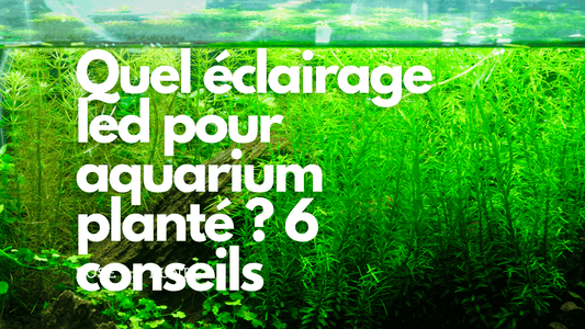 Quel éclairage led pour aquarium planté ? 6 conseils