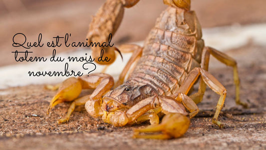 Quel est l'animal totem du mois de novembre?