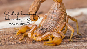 Quel est l'animal totem du mois de novembre?