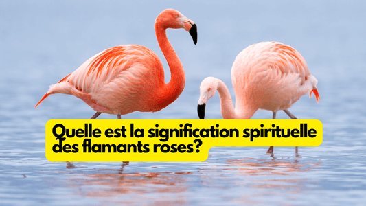 Quelle est la signification spirituelle des flamants roses?