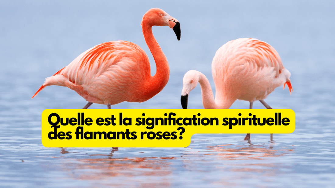 Quelle est la signification spirituelle des flamants roses? Rose La Lune — free download