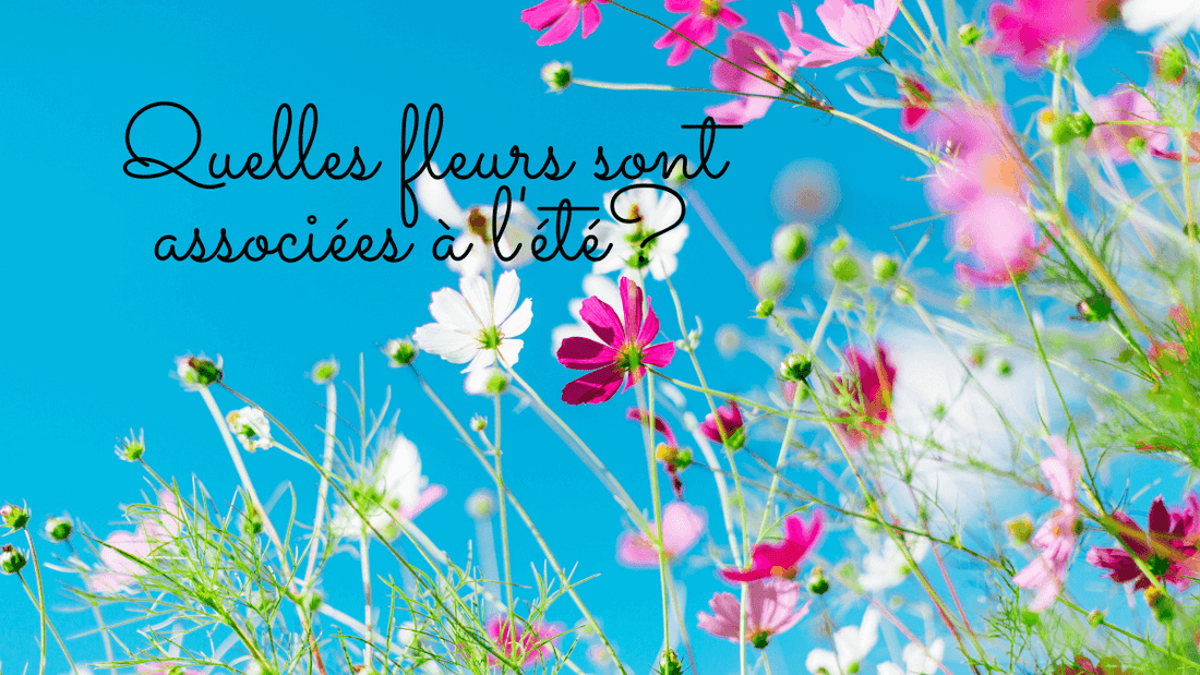 Quelles fleurs sont associées à l'été?