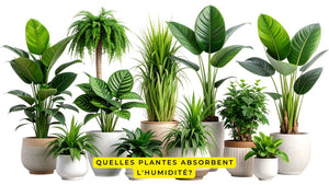 Quelles plantes absorbent l'humidité?