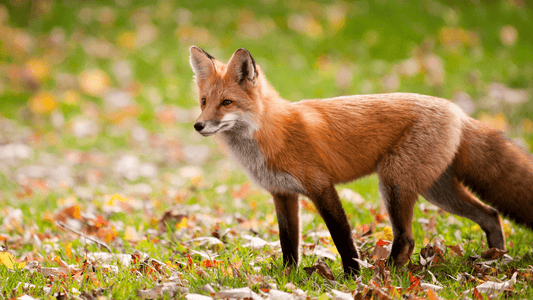 Renard signification spirituelle