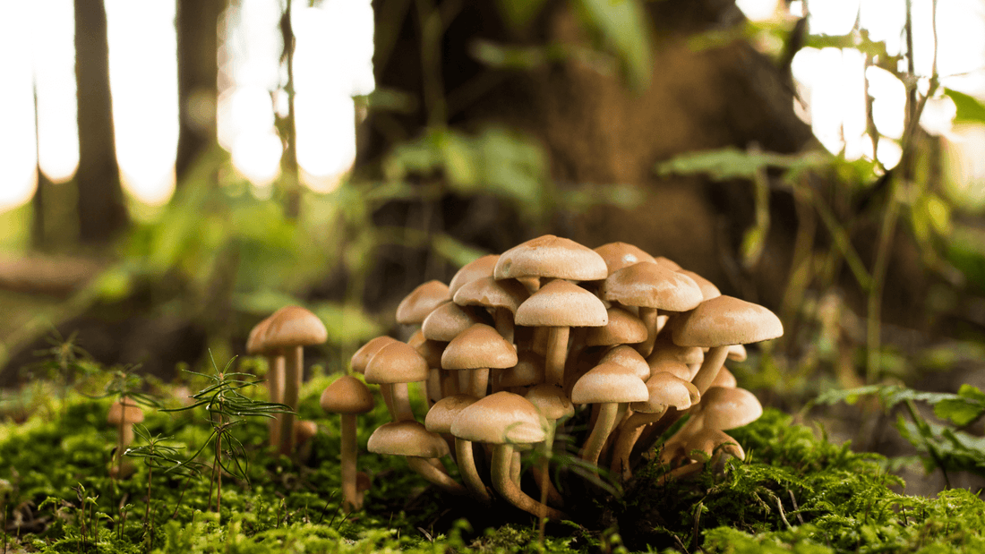Rêve de champignon: signification et interprétation