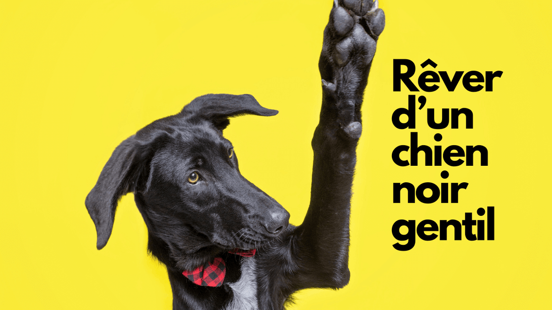 Rêve de chien noir gentil: quelle signification?