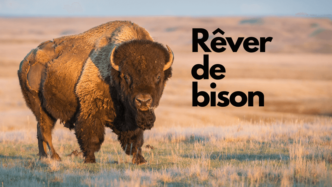 Rêver de bison: quelle signification?