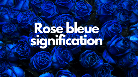 Quelle est la signification d'une rose bleue?