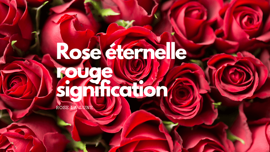 Rose éternelle rouge signification