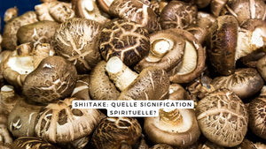 Shiitake: bienfaits et signification spirituelle
