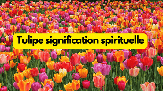 Tulipe signification spirituelle