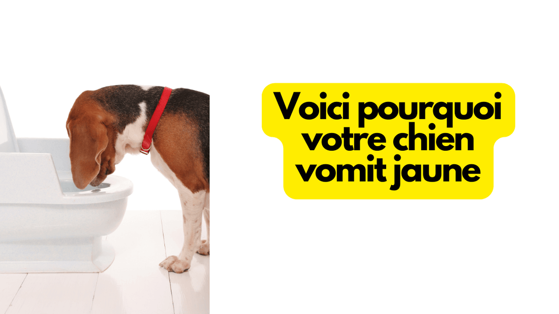 Voici pourquoi votre chien vomit jaune