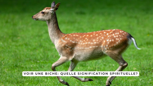 Voir une biche: quelle signification spirituelle?