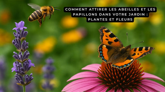 Abeille volant près de lavande et papillon posé sur une fleur pour attirer les pollinisateurs au jardin