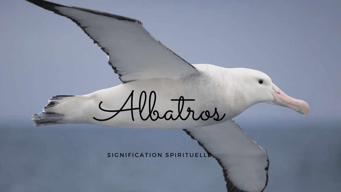 Albatros signification spirituelle