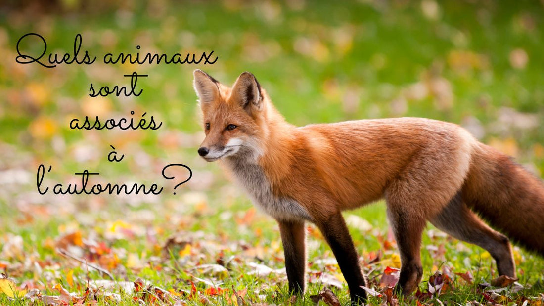 animaux automne