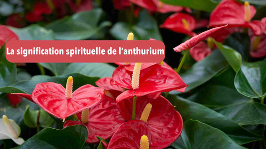 anthurium signification spirituelle