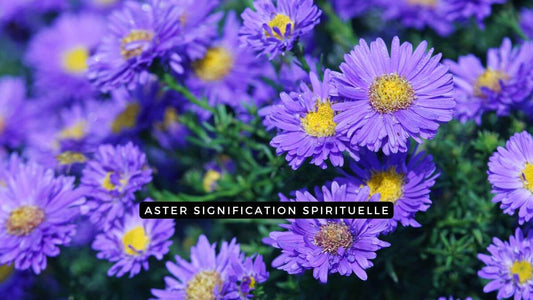 Aster signification spirituelle