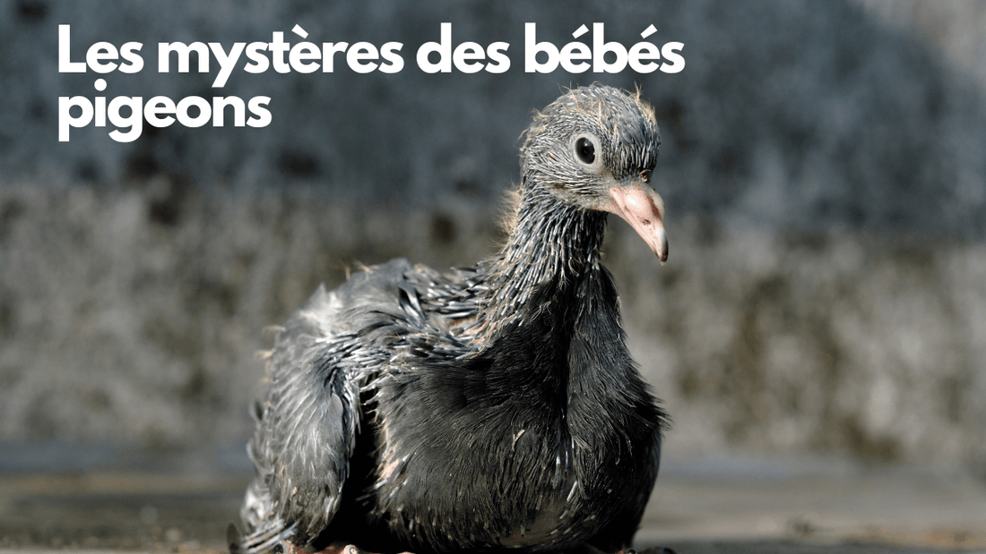 Les mystères des bébés pigeons: pourquoi ne les voit-on jamais dans nos villes?