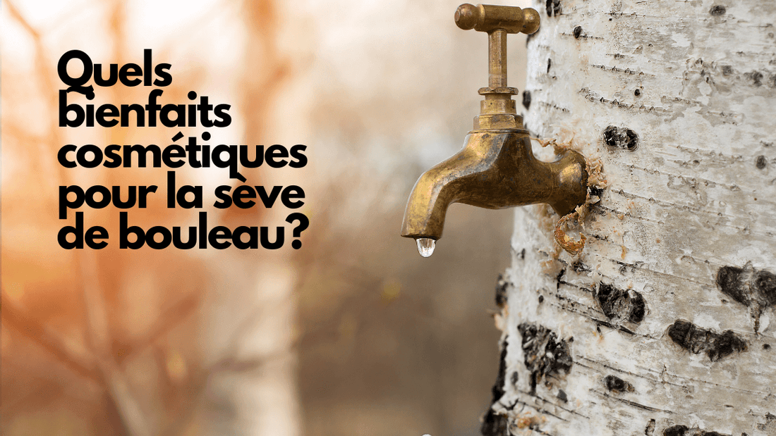 Quels bienfaits cosmétiques pour la sève de bouleau?