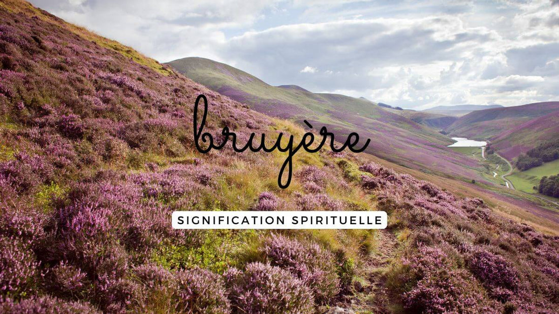 Bruyère signification spirituelle