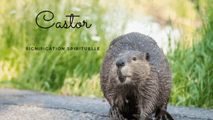 Castor : signification spirituelle, symbolique et animal totem