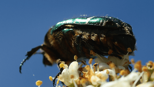 cetoine dorée dans la maison signification