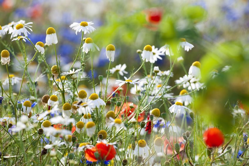 Champ fleuri avec camomilles, coquelicots et fleurs sauvages, évoquant la douceur des fleurs de Bach