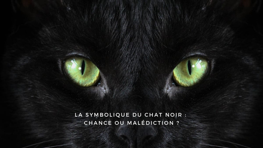 La symbolique du chat noir : chance ou malédiction ?