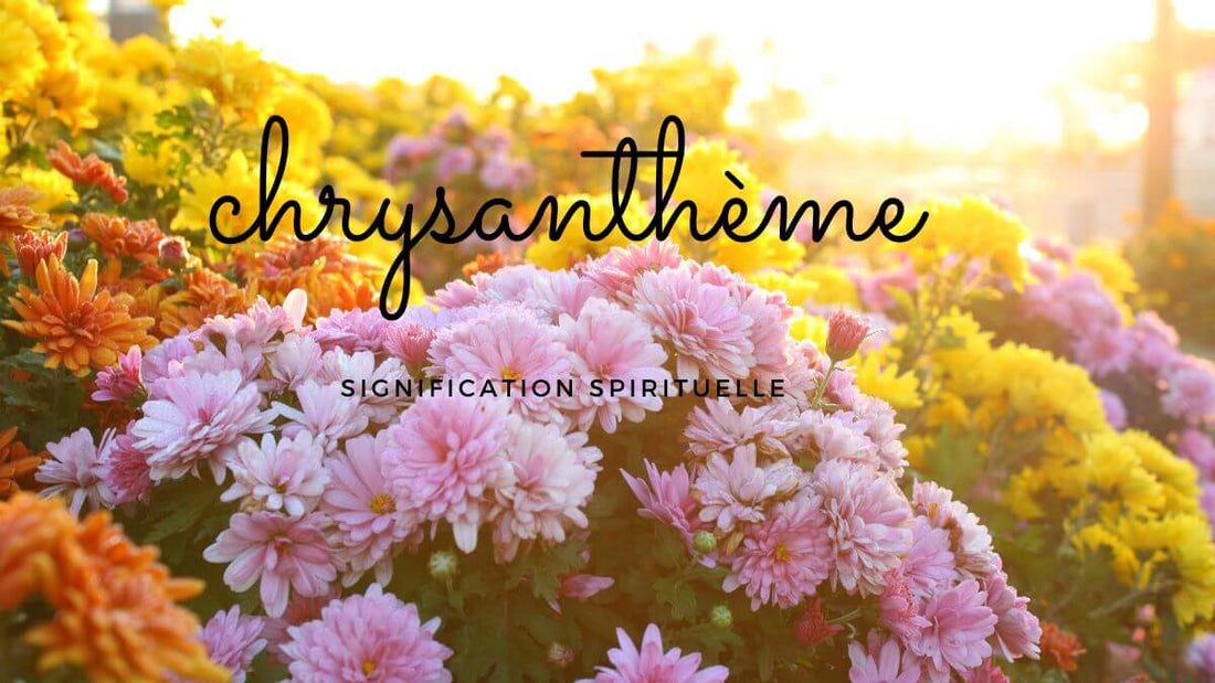 Chrysanthème signification spirituelle