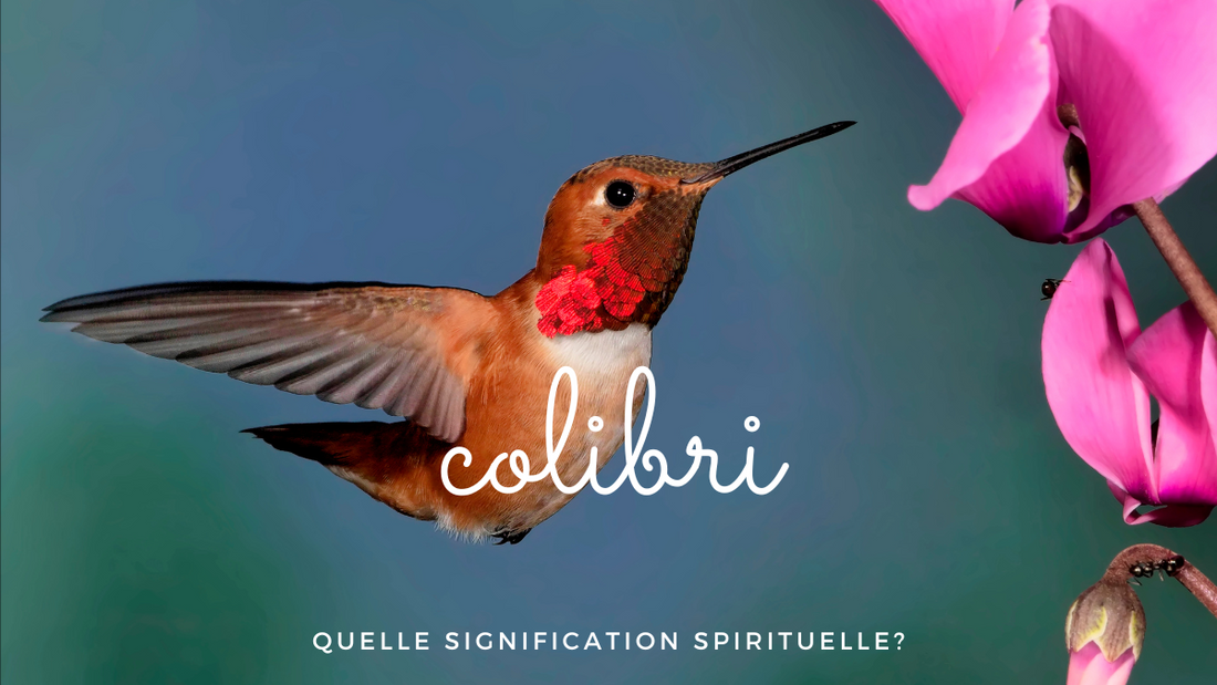 Quelle signification spirituelle pour le colibri?