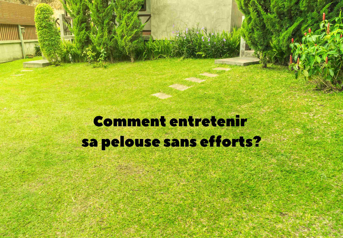 Entretenir sa pelouse en toute simplicité : comment préserver une belle pelouse même quand on est très occupé