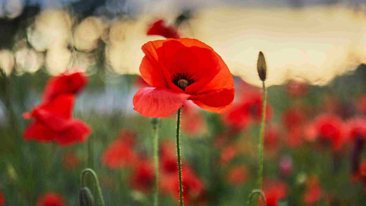 coquelicot signification spirituelle