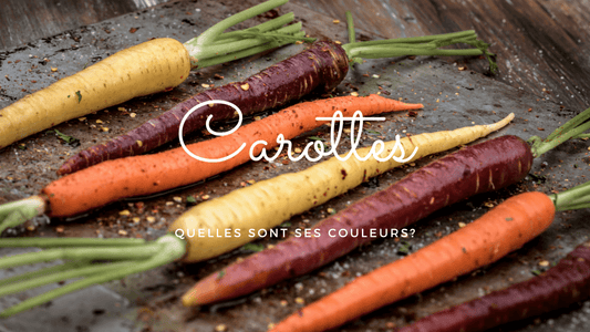 Quelles sont les différentes couleurs des carottes?