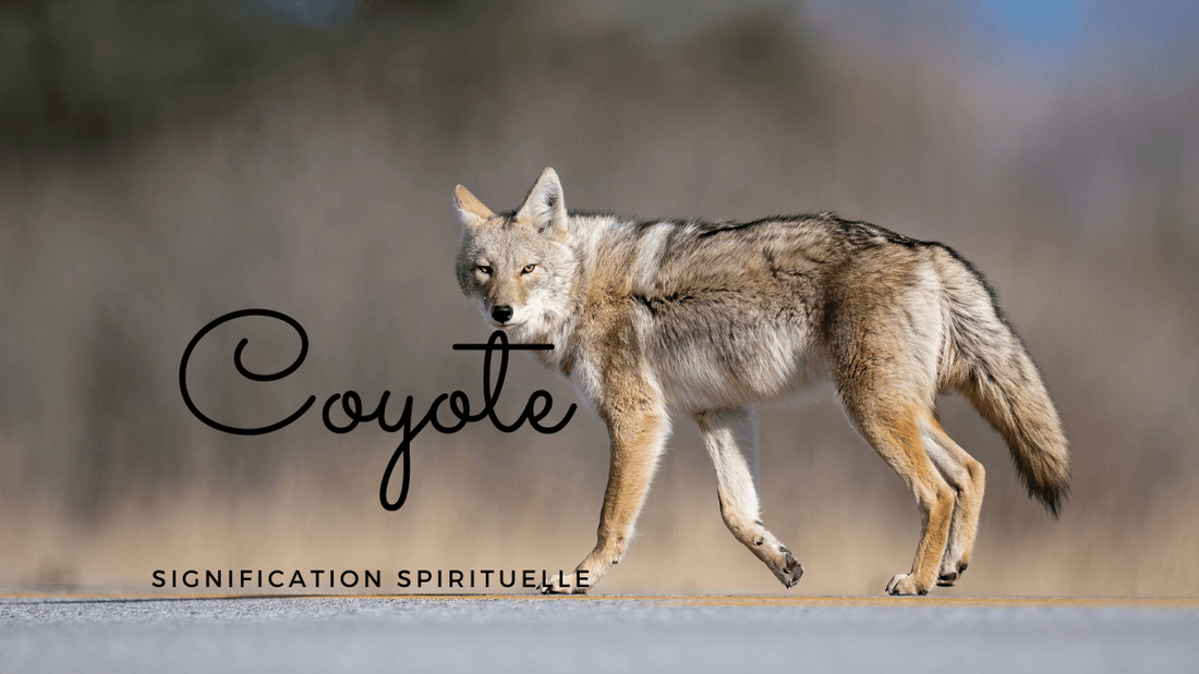 Coyote signification spirituelle