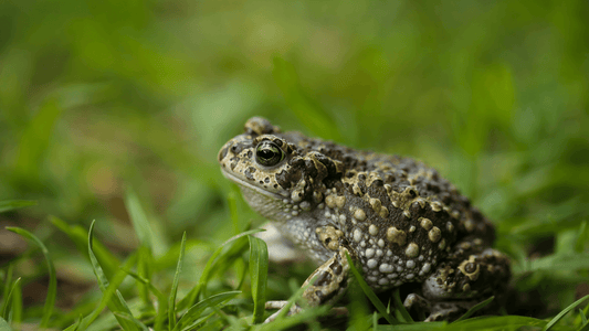 Crapaud dans la maison signification