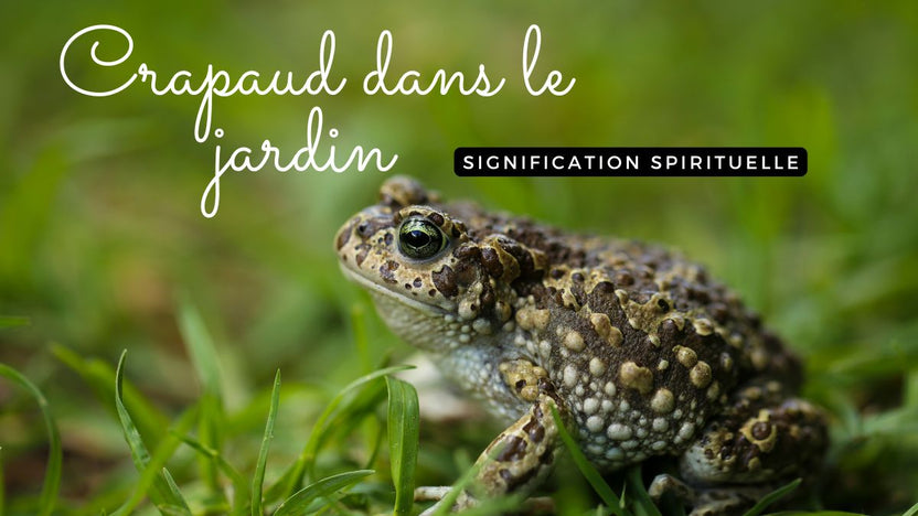 Voir Un Crapaud Devant Sa Porte Signification Crapaud dans le jardin signification spirituelle – Rose La Lune