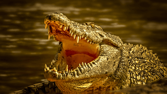 Crocodile signification spirituelle