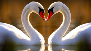 Cygne signification spirituelle