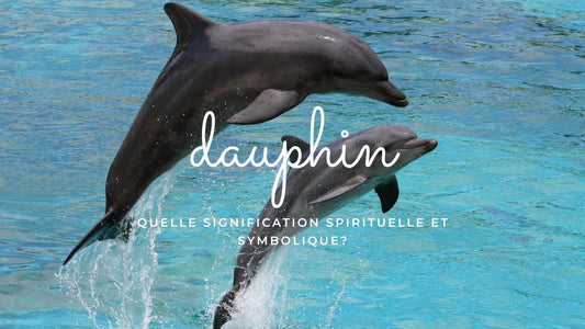 Le dauphin: quelle signification spirituelle et symbolique?