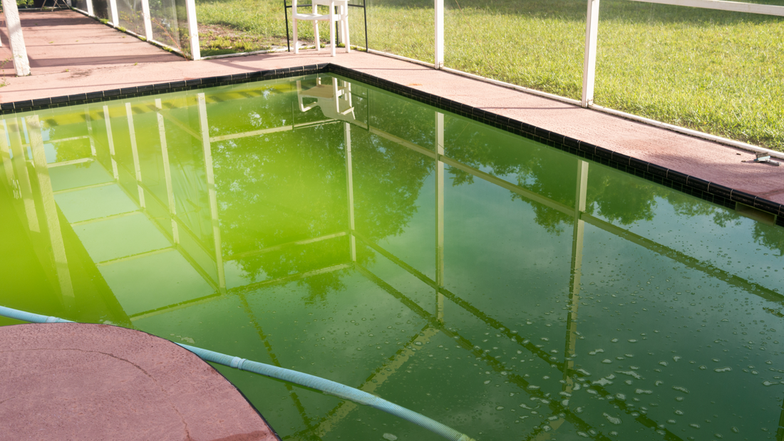 Eau de piscine verte remède de grand-mère