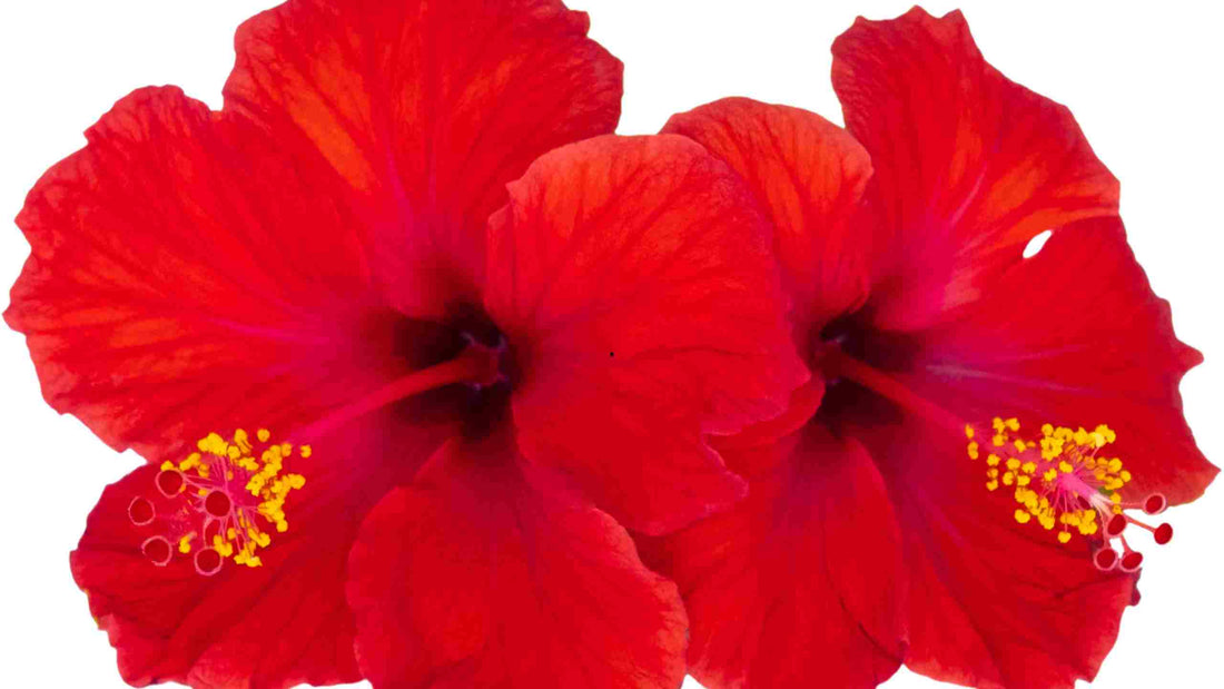 Fleur d hibiscus signification