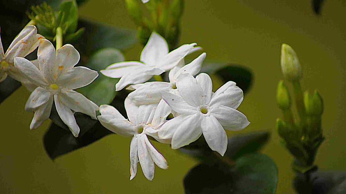 fleur de jasmin signification