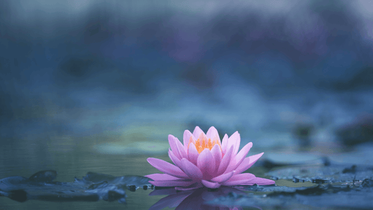 Quelle est la signification de la fleur de lotus?