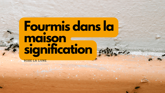 Fourmis dans la maison signification