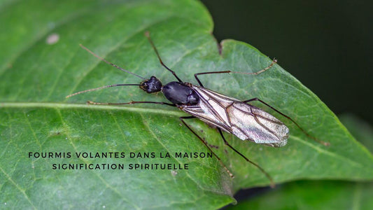 Fourmis volantes dans la maison signification spirituelle