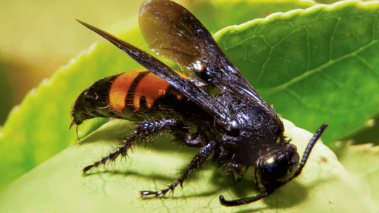 frelon dans la maison signification