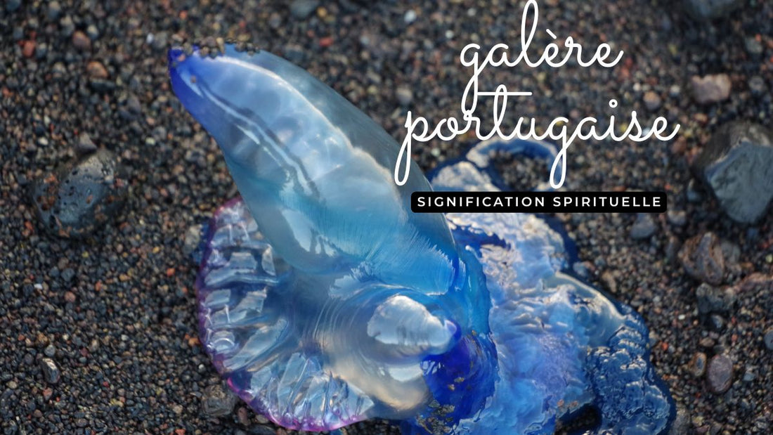 Méduse galère portugaise: quelle signification spirituelle?