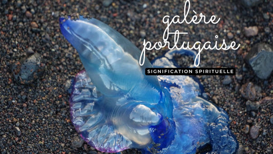 Méduse galère portugaise: quelle signification spirituelle?